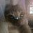 @TalaAlhallak-i8b6n