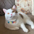 k_9qWRECTVU-channel-avatar-Pet Larysi