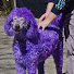 lhBfi3464S4-channel-avatar-Amazing Dogs