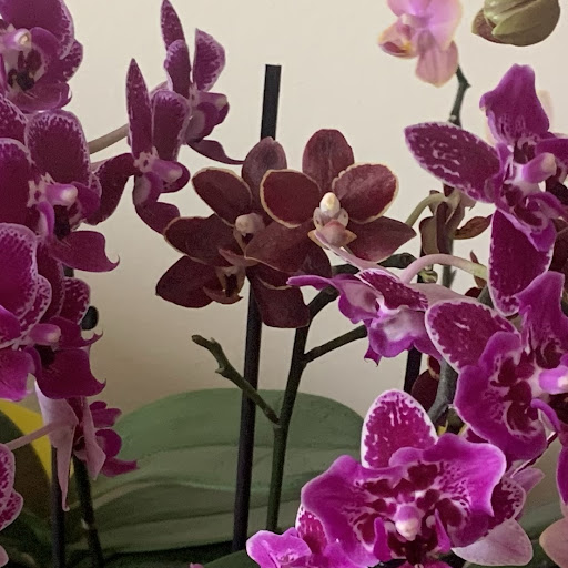 Orchid Amateur