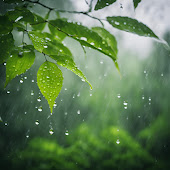 Rain Sounds