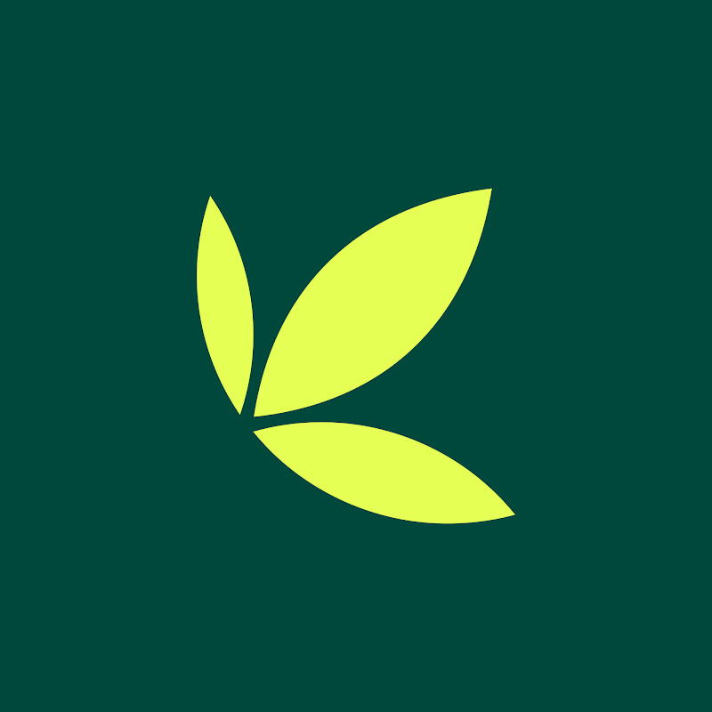 Bamboo