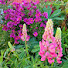 R2K4GnIf98U-channel-avatar-MadAboutFlowers