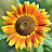 Sunflower Relax Videos