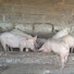 eC7U7Jzik8o-channel-avatar-Zenith Farm