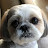 Shih Tzu Smart Kirky