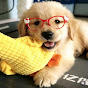 Puppyoo