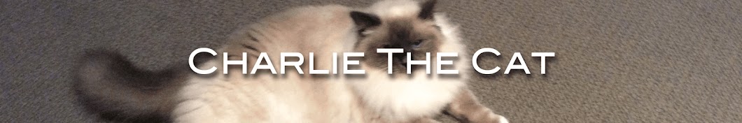 Charlie The Cat YouTube 频道头像