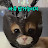 @도둑고냥이