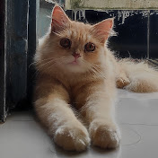 Simba's Cattitude Chronicles 