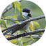 5A-H49f1AmQ-channel-avatar-横浜 こども自然公園 野鳥観察