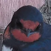 ツバメチャンネル