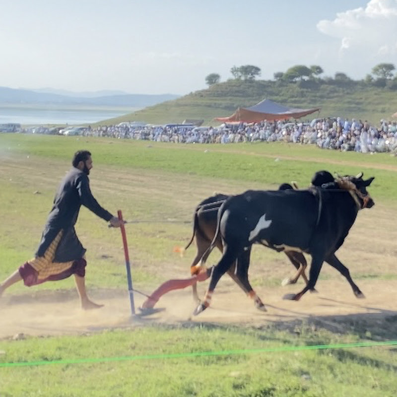 Bull race