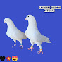 Kashmiri Pigeons logo