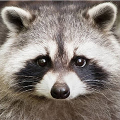 Raccoon Saloon Avatar