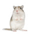 rhIfIjmMo0c-channel-avatar-Gerbil Hitchcock