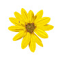 Dune Sunflower Nursery, LLC logo