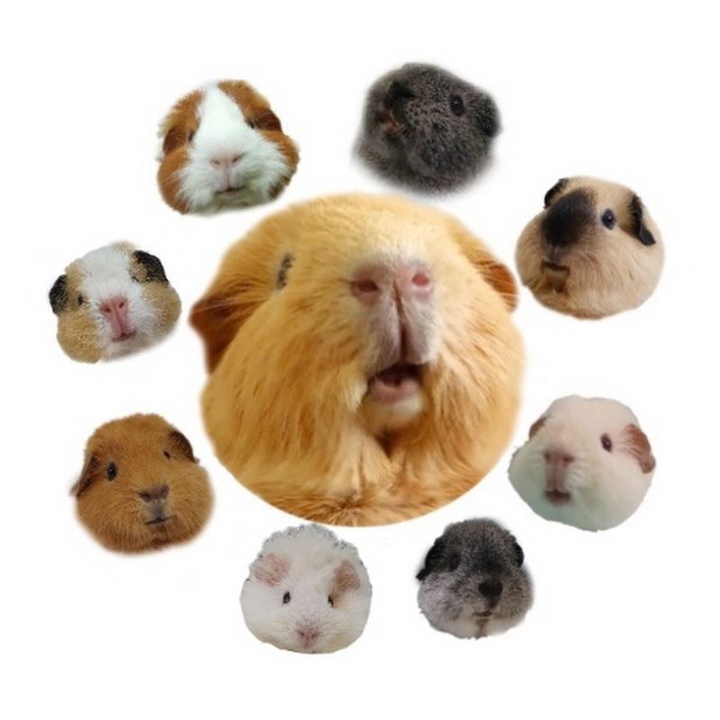 hughug a guineapig