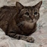 l_h9ffB4Rkc-channel-avatar-softkittycat