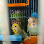 Hire budgieslife  — Animal Behavior Studies YouTube creator for sponsorships