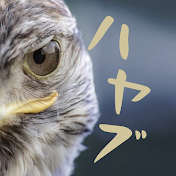 ハヤブ【資産500万円で会社を辞めてセミリタイアした男】