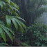 Ml7OnOg6uuk-channel-avatar-Bosque Lluvioso and Rain Ambience Studio