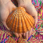 Debora SeaShells logo