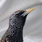 Sawyer the Starling