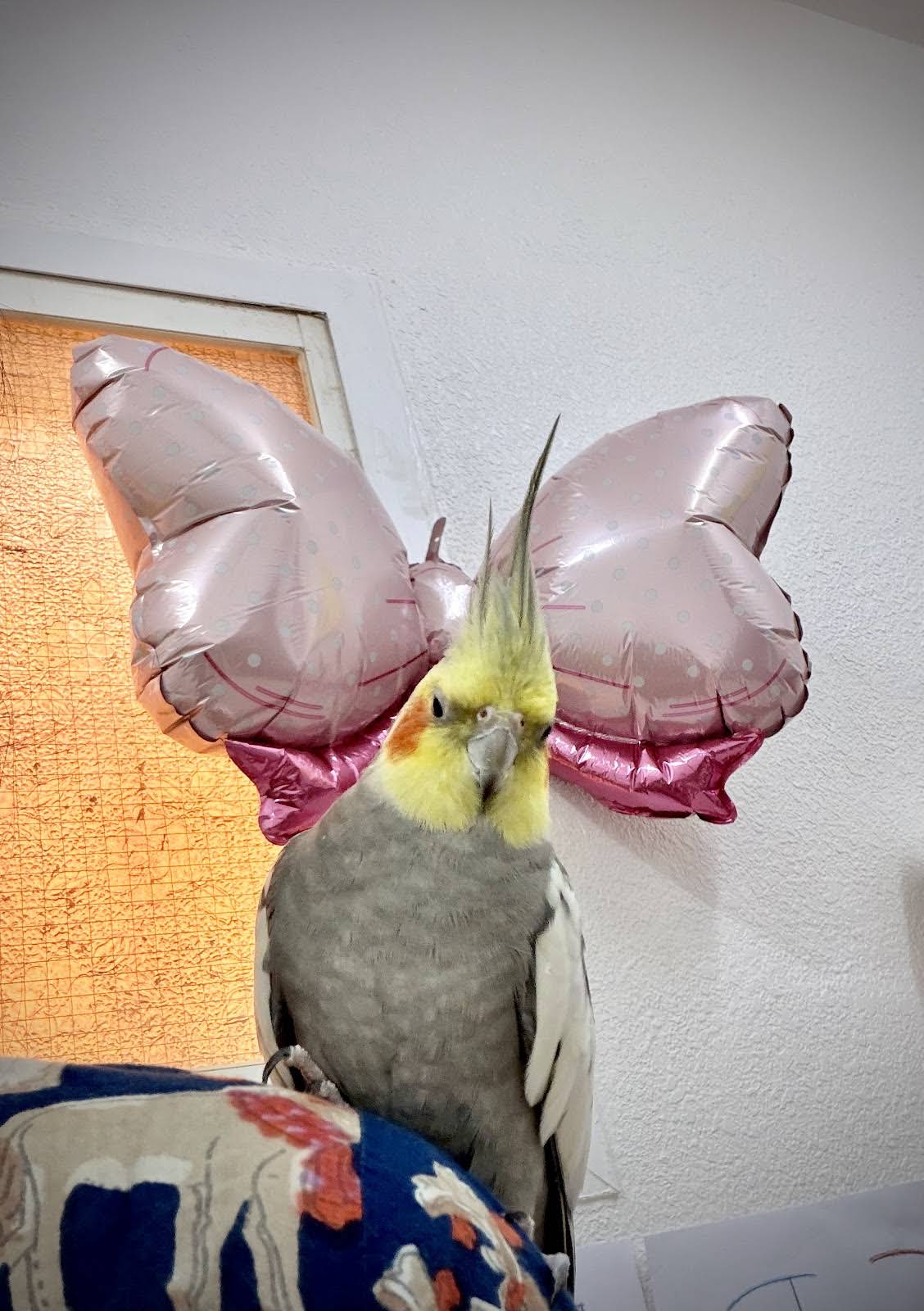 ms.cockatiel YouTube