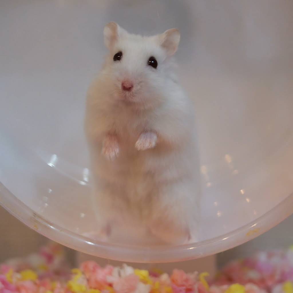 新品✨ハムスター飼育✨おまとめ５セット✨バラ売り不可✨説明あり これだけでOK！セット】5点 ハムスター 飼育セット・スターターセット
