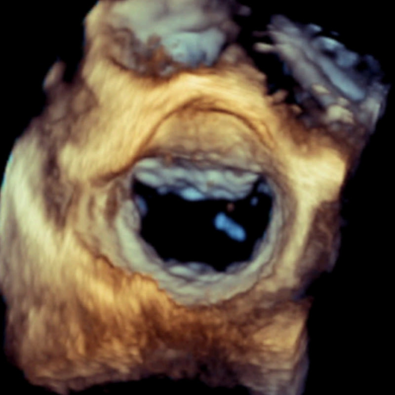 Echocardiographer. org icon