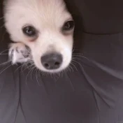 でぃむら