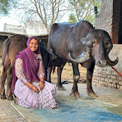 Priyanka dinu dairy farm