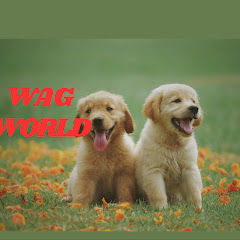 Wag World
