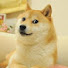 qmzKqu6oKo4-channel-avatar-Dogge