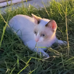 クラロワアンチ