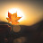 @sunset2554