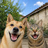 v0RY8YJ9npg-channel-avatar-Furry Companions