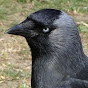 Jackdaw logo