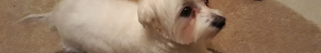 Cezar Puppy YouTube 频道头像