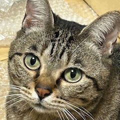 あずきチャンネル