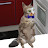 Tonsils the Demon Cat