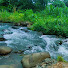 _seFwKDI_Z4-channel-avatar-Forest Nature Sounds