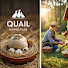 IjjeC1TvHvE-channel-avatar-QUAIL HOMESTEAD 