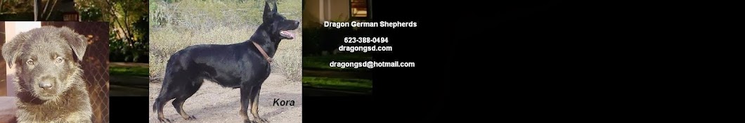 DragonGSD German Shepherds YouTube 频道头像