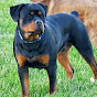 Scotty's California Rottweiler Ranch (84GotRotts) logo