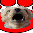 IPITb3hWKQw-channel-avatar-I Wuv My Yorkie Productions
