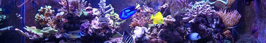 Mi marino reef YouTube channel avatar