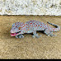 BbNNiMcZy-U-channel-avatar-Tắc Kè Cao Bằng