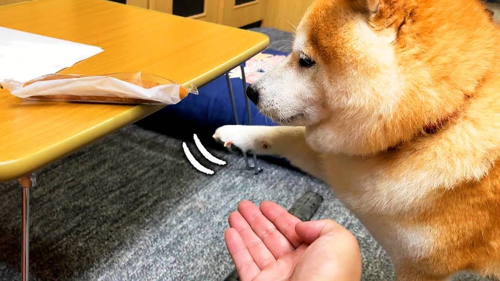 らんまる様 Even during working hours, Shibe is too passionate about waiting